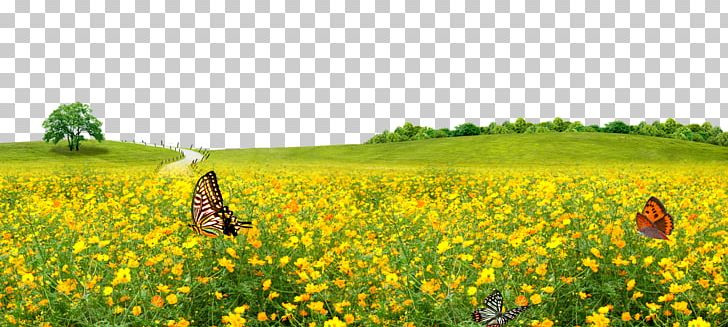 Lawn Meadow PNG, Clipart, Agriculture, Background, Crop, Ecoregion, Ecosystem Free PNG Download