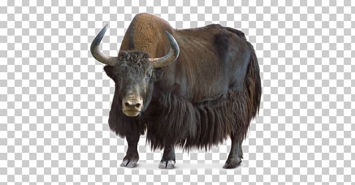 Domestic Yak Wild Yak Portable Network Graphics Cattle PNG, Clipart, Bison, Bovidae, Bull, Cattle, Cattle Like Mammal Free PNG Download
