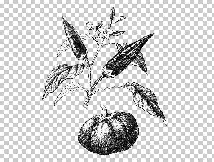 Flowering Plant Sweet And Chili Peppers Plants Black Pepper Leaf PNG, Clipart, Artwork, Black And White, Black Pepper, Branch, Commodity Free PNG Download