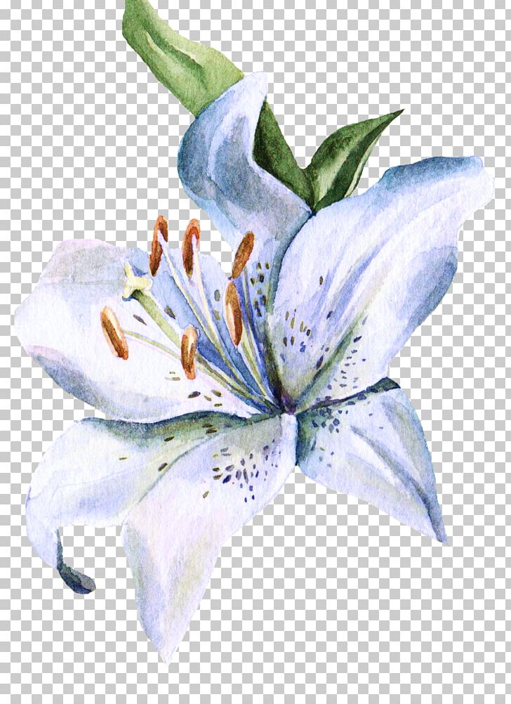 Lilium Watercolor Painting Watercolour Flowers Ink Wash Painting PNG, Clipart, Beautiful Flower Cluster, Cartoon, Cartoon Flower, Cluster, Dra Free PNG Download