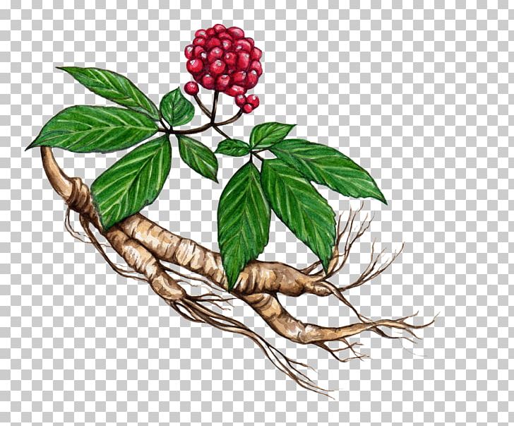 American Ginseng Asian Ginseng Eleutherococcus Plant Herb PNG, Clipart, Adaptogen, American Ginseng, Asian, Asian Ginseng, Branch Free PNG Download