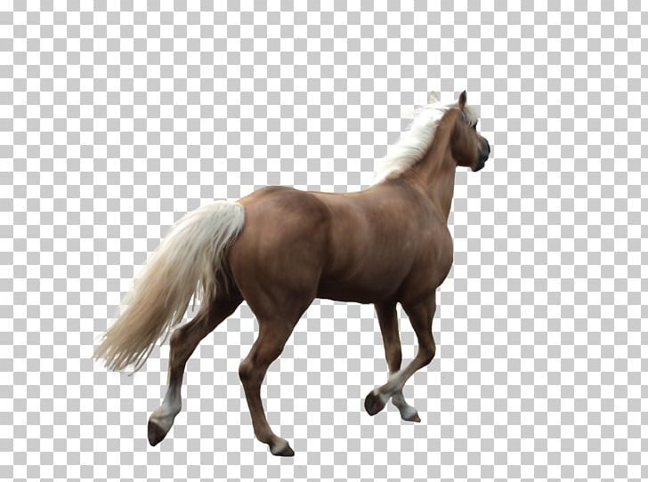 Andalusian Horse Mane Cutting Back PNG, Clipart, Animals, Back To School, Cartoon, Cartoon Creative, Colt Free PNG Download