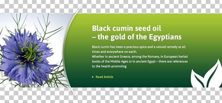 Fennel Flower Cumin Seed Oil PNG, Clipart, Actaea Racemosa, Advertising, Black Seed Oil, Brand, Clary Free PNG Download