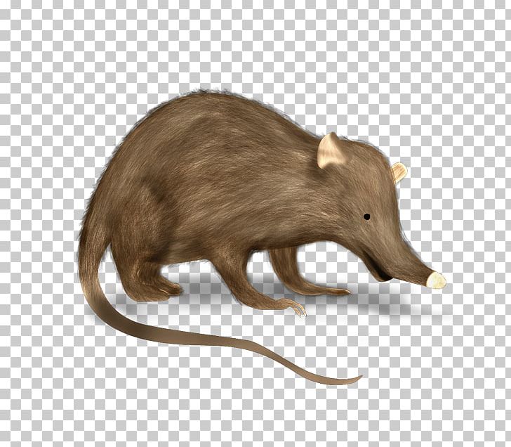 Hispaniolan Solenodon Venomous Mammal PNG, Clipart, 2017, Animaatio, Animal, Bear, Bison Free PNG Download