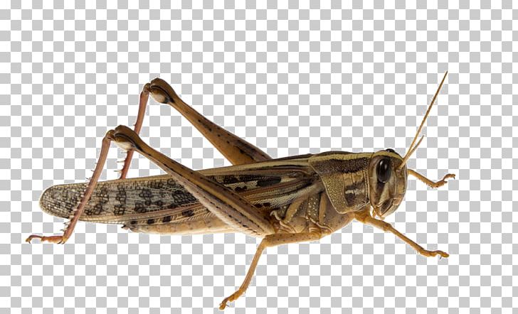Insect Caelifera Acrididae Migratory Locust PNG, Clipart, Arthropod, Brown Background, Brown Dog, Brown Rice, Cricket Like Insect Free PNG Download