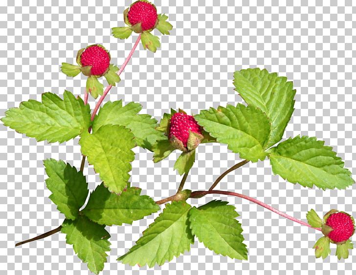 Red Mulberry PNG, Clipart, Auglis, Bramble, Branch, Digital Image, Download Free PNG Download