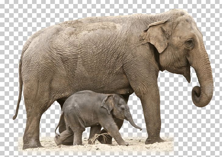 African Bush Elephant Asian Elephant African Forest Elephant PNG, Clipart, African, African Bush Elephant, African Elephant, Animals, Asian Elephant Free PNG Download