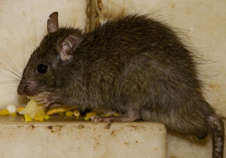 Brown Rat Rodent Mouse Black Rat Rat Trap PNG, Clipart, American Rat Control Inc, Animals, Bait, Black Rat, Brown Rat Free PNG Download