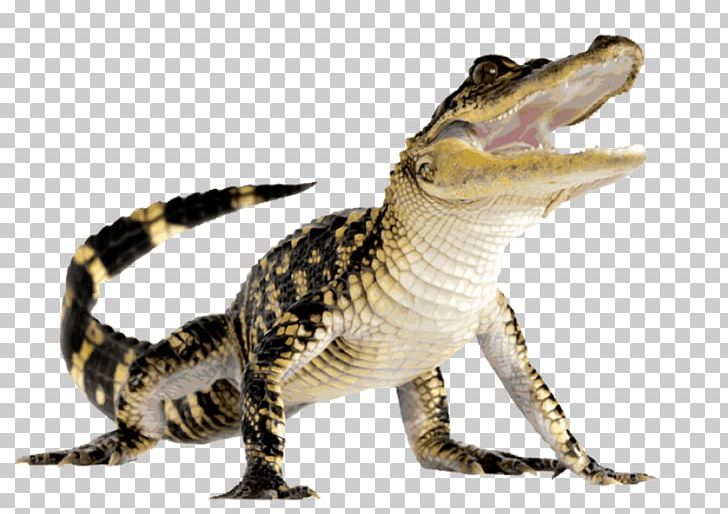 Crocodile PNG, Clipart, Alligator, American Alligator, Animals, Computer Icons, Croco Free PNG Download
