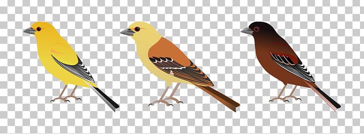 Finches And Sparrows Chestnut Sparrow Sudan Golden Sparrow Arabian Golden Sparrow PNG, Clipart, Animal Figure, Animals, Arabian Golden Sparrow, Beak, Bird Free PNG Download