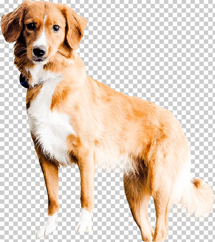 Nova Scotia Duck Tolling Retriever Golden Retriever Puppy Dog Breed Companion Dog PNG, Clipart, Animals, Boot Camp, Breed, Carnivoran, Colony Of Nova Scotia Free PNG Download