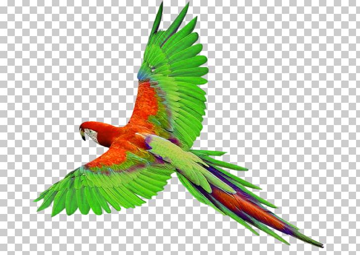 Parrot Bird PNG, Clipart, Animals, Beak, Bird, Common Pet Parakeet, Desktop Wallpaper Free PNG Download