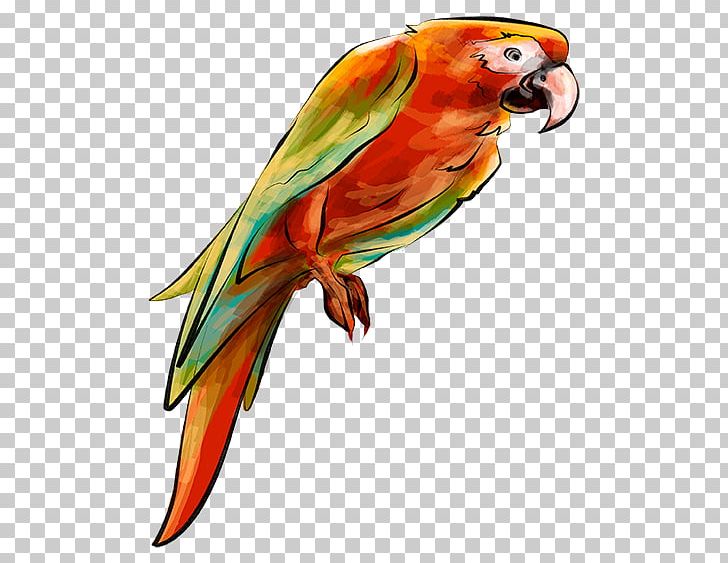 Parrot Bird Parakeet PNG, Clipart, Animal, Animals, Beak, Bird, Common Pet Parakeet Free PNG Download