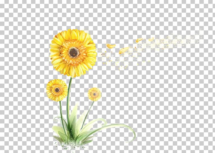 Chrysanthemum Flower Sin PNG, Clipart, Chrysanthemum, Chrysanthemum Chrysanthemum, Chrysanthemums, Daisy Family, Flower Free PNG Download