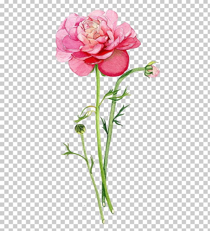 Garden Roses Beach Rose Pink PNG, Clipart, Artificial Flower, Cut Flowers, Encapsulated Postscript, Flower, Flower Arranging Free PNG Download