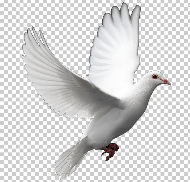 Columbidae Bird PNG, Clipart, Animals, Animation, Beak, Bird, Bird Flight Free PNG Download