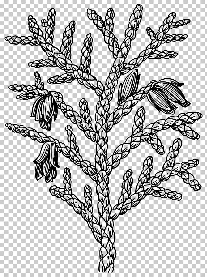 Drawing Line Art PNG, Clipart, Art, Black And White, Branch, Caricature, Cartoon Free PNG Download