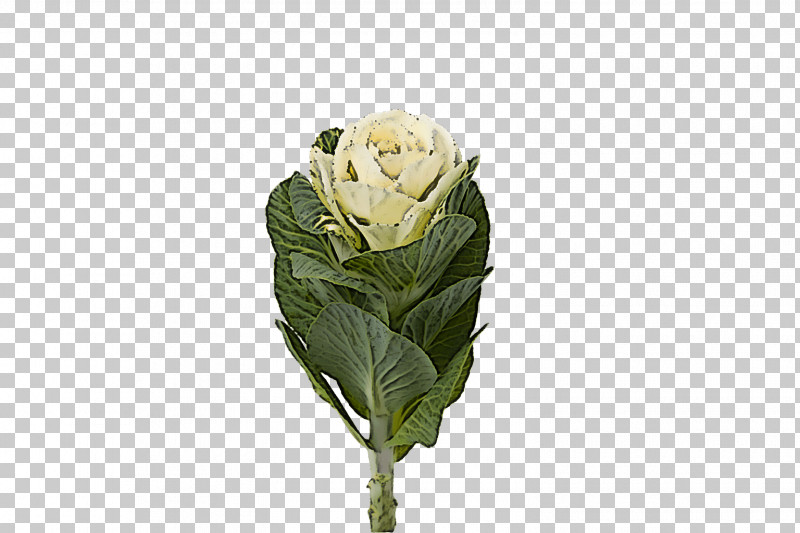 Flower Plant Wild Cabbage Bud Cut Flowers PNG, Clipart, Bud, Cabbage, Cut Flowers, Flower, Leaf Vegetable Free PNG Download