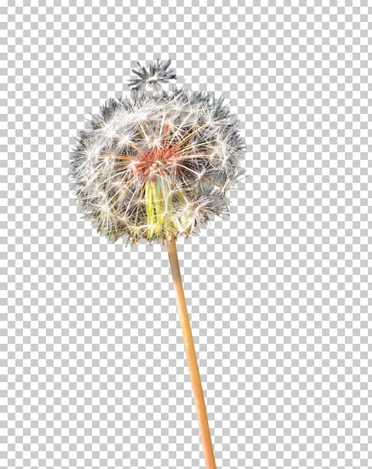 Dandelion Drawing PNG, Clipart, Art, Dandelion, Drawing, Flora, Flower Free PNG Download