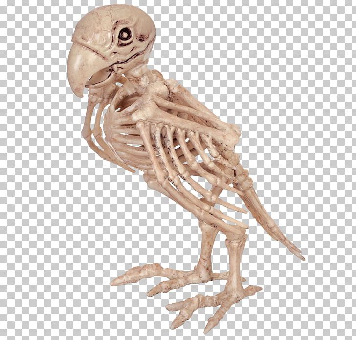 Parrot Bird Skeleton Skull Bone PNG, Clipart, Aliexpress, Animals, Beak, Bird, Bird Skeleton Free PNG Download