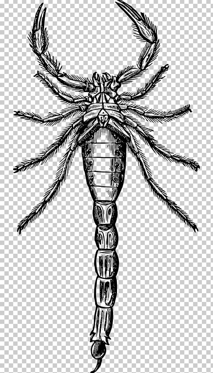 Scorpion Drawing Painting PNG, Clipart, Animal, Arachnid, Art, Arthropod, Black And White Free PNG Download
