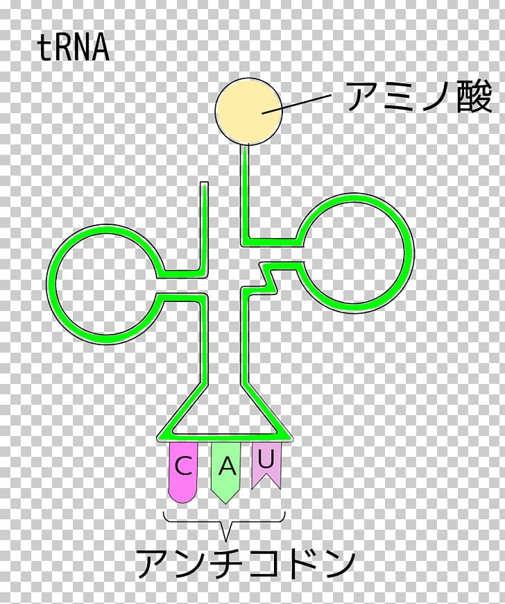 Transfer RNA Organism Anticodon PNG, Clipart, Amino Acid, Amino Acid Synthesis, Anticodon, Area, Biology Free PNG Download