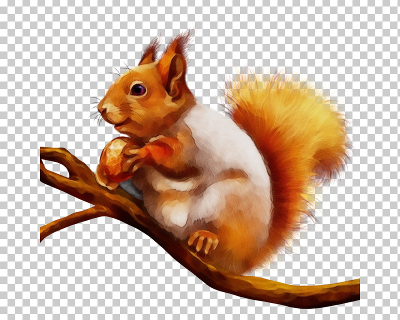Squirrels Rodents Whiskers Snout Computer Mouse PNG, Clipart, Computer Mouse, Mad Catz Rat M, Paint, Rodents, Snout Free PNG Download