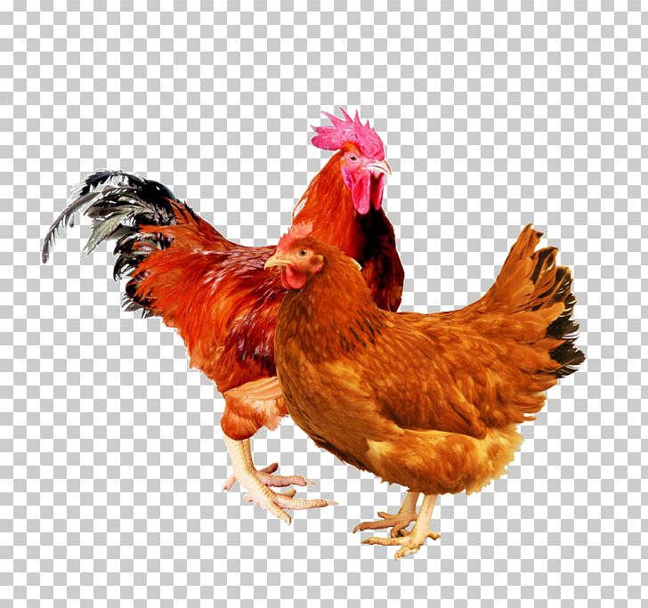 Rooster New Hampshire Chicken Rhode Island Red Sussex Chicken Leghorn Chicken PNG, Clipart, Beak, Bird, Broiler, Chicken, Feather Free PNG Download