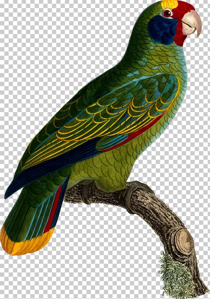 Budgerigar Parrot Lovebird Loriini PNG, Clipart, Animals, Art, Beak, Bird, Budgerigar Free PNG Download