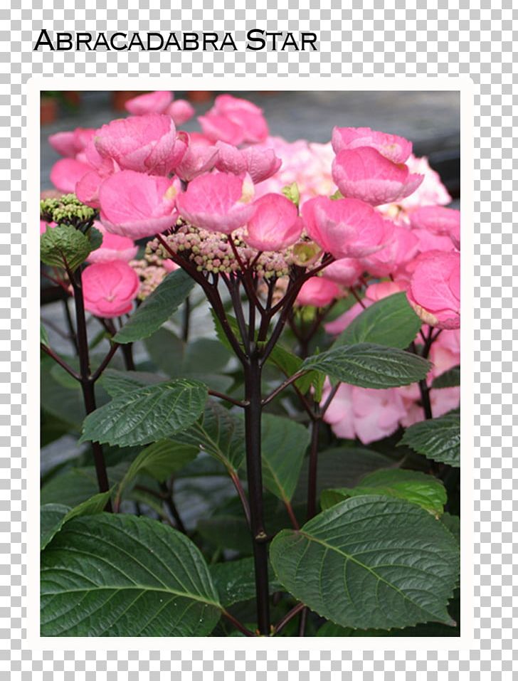 French Hydrangea Plant Stem Flower Smooth Hydrangea Climbing Hydrangea PNG, Clipart, Annual Plant, Cornales, Endless, Endless Summer, Flower Free PNG Download