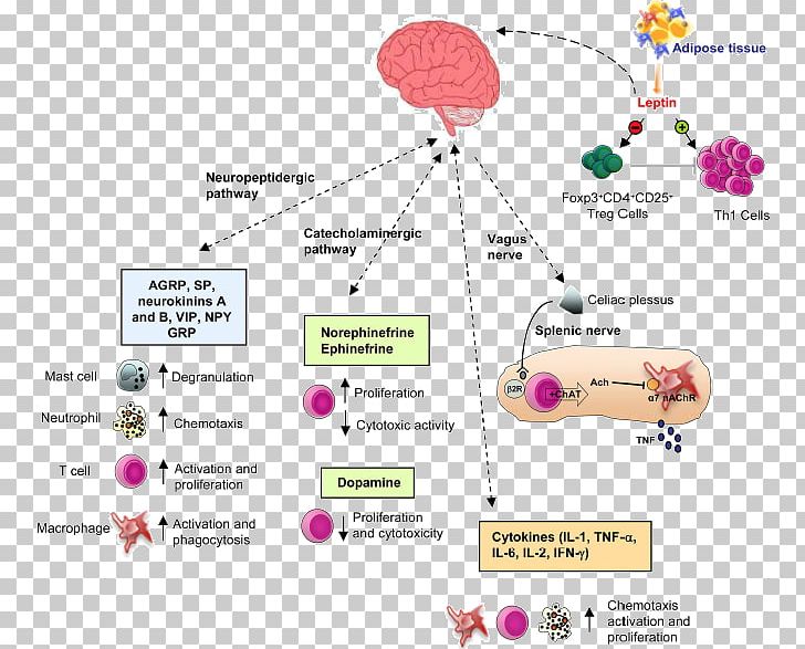 Immune System Nervous System Endocrine System Immunity Anatomy PNG, Clipart, Anatomy, Area, Brain, Central Nervous System, Circulatory System Free PNG Download