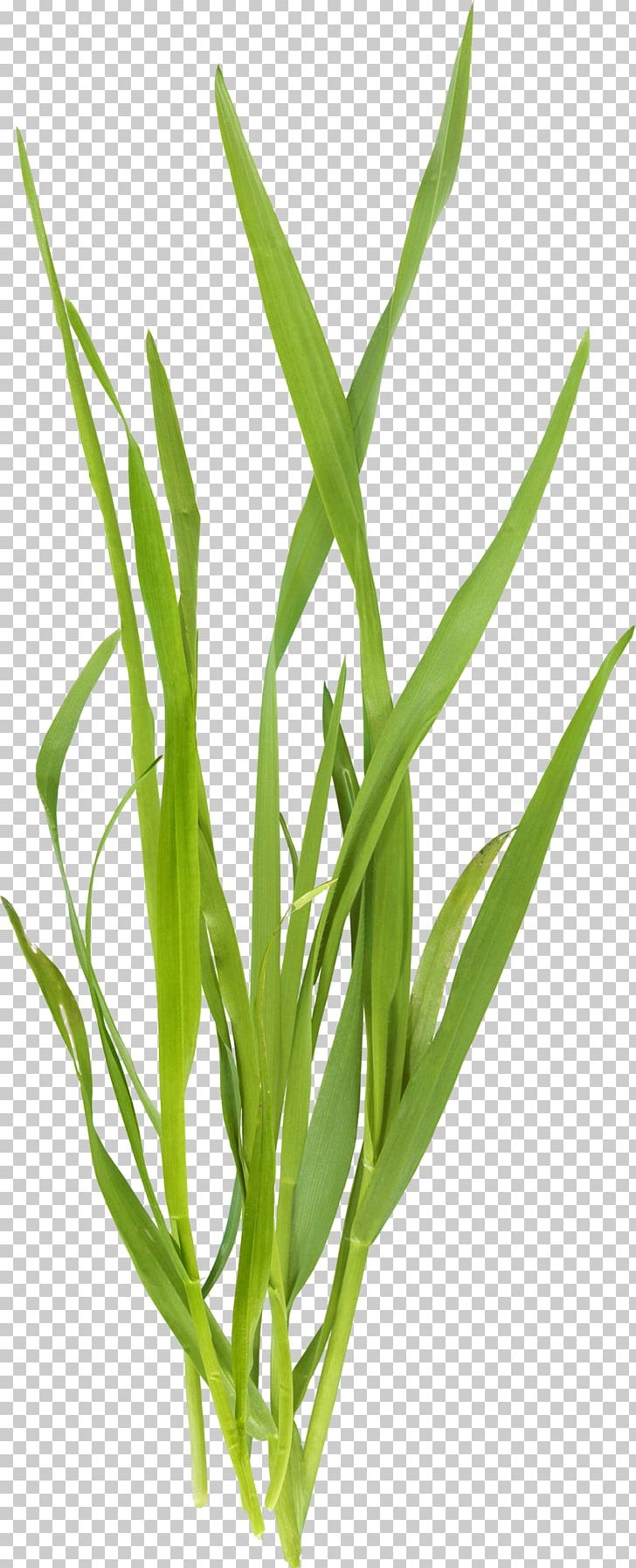 Microchloa Green PNG, Clipart, Background Green, Beautiful Grass, Beauty, Beauty Salon, Brown Free PNG Download