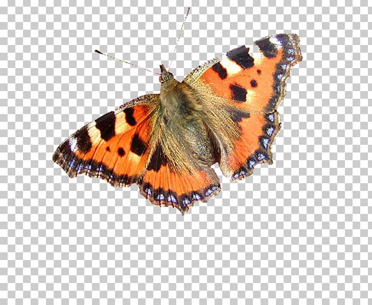 Monarch Butterfly Pieridae PNG, Clipart, Arthropod, Brush Footed Butterfly, Butterflies And Moths, Butterfly, Digital Image Free PNG Download
