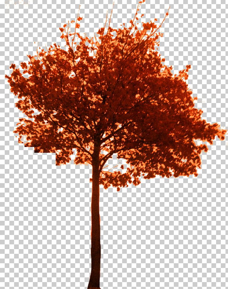 Tree Branch Woody Plant Bonsai Twig PNG, Clipart, Animation, Autumn, Bonsai, Branch, English Oak Free PNG Download