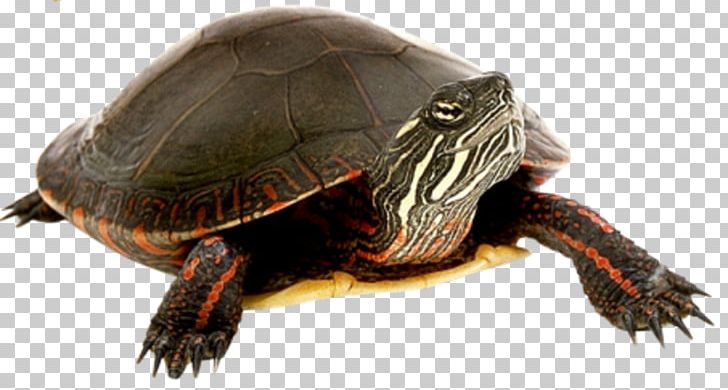 Box Turtle Tortoise PNG, Clipart, Animal, Animals, Background Black, Black, Black Background Free PNG Download