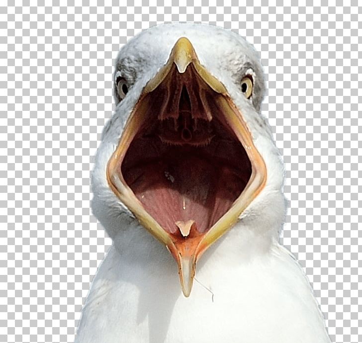 Gulls Bird Beak Common Gull Animal PNG, Clipart, Animal, Animals, Beak, Bird, Common Gull Free PNG Download