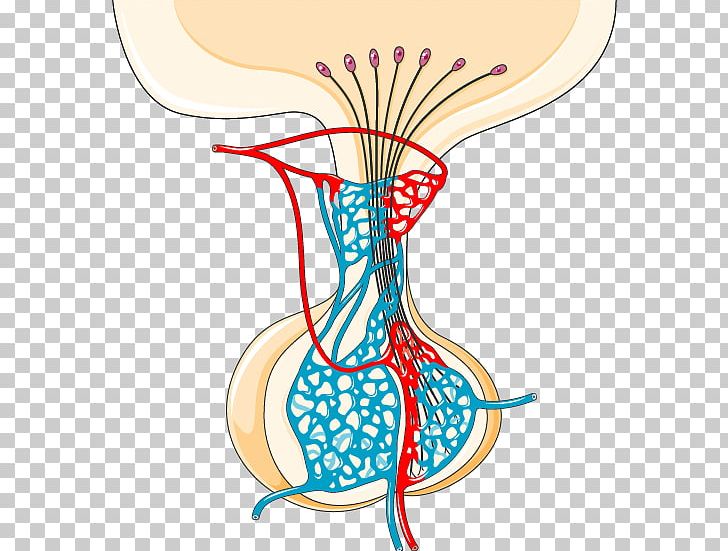 Pituitary Gland Hypothalamus Endocrine System Islets Of Langerhans PNG