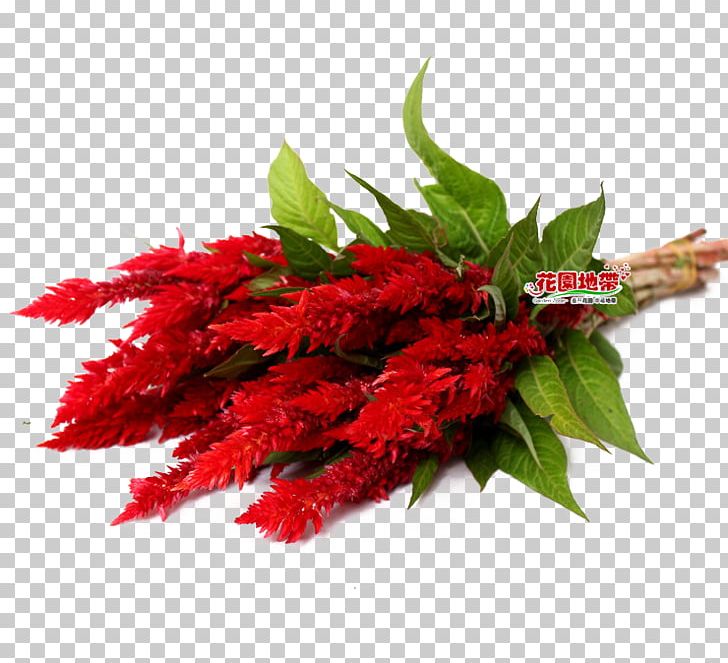 Red Plant Euclidean PNG, Clipart, Bouquet, Cut Flowers, Download, Encapsulated Postscript, Euclidean Vector Free PNG Download