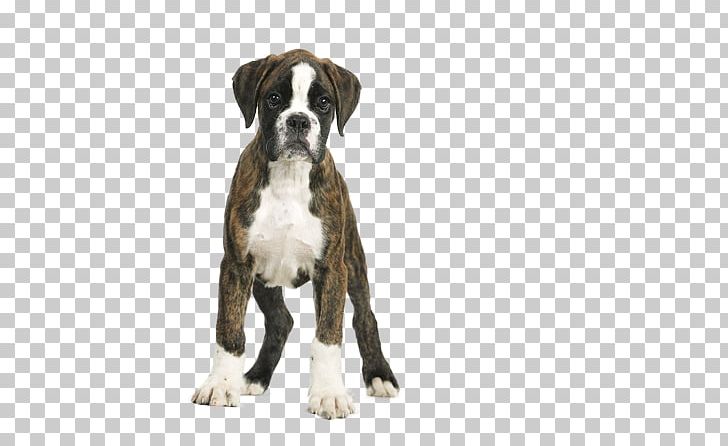 Royal Canin Boxer Junior Puppy Royal Canin Boxer Adult 12 Breed PNG, Clipart, Boxer, Breed, Carnivoran, Dog, Dog Breed Free PNG Download