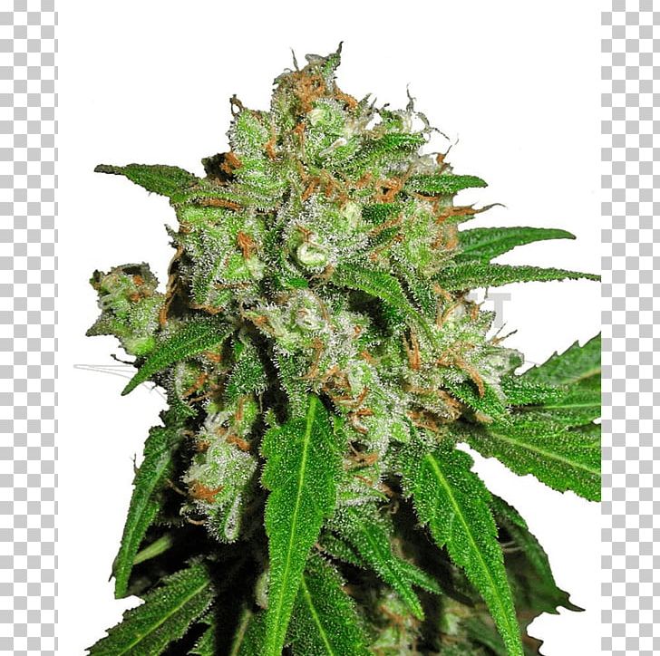 Skunk Sensi Seeds Cannabis Haze PNG, Clipart, Animals, Autoflowering Cannabis, Cannabis, Cannabis Cup, Crop Free PNG Download