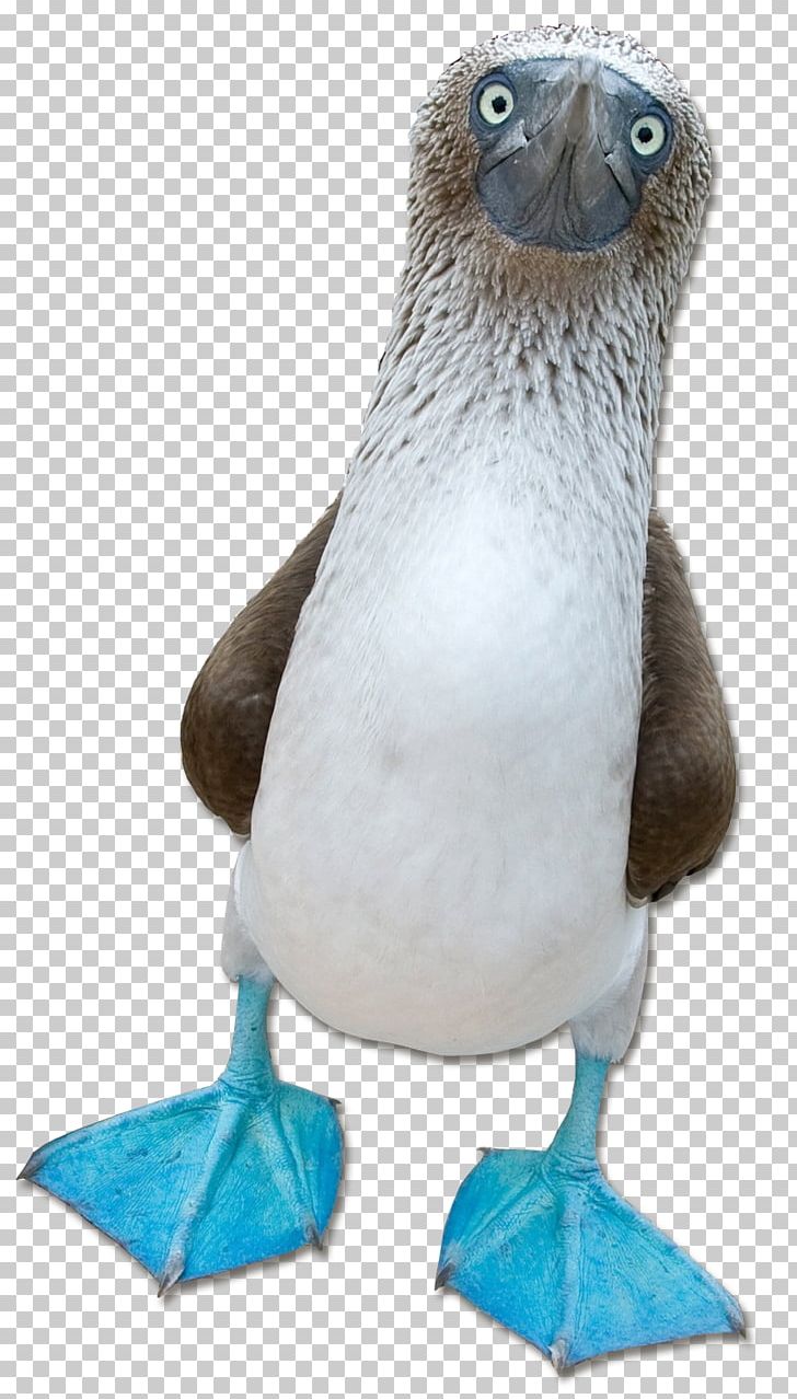 Blue-footed Booby Beak Wiki Fauna PNG, Clipart, Beak, Bird, Bluefooted Booby, Booby, Ecarrier Free PNG Download