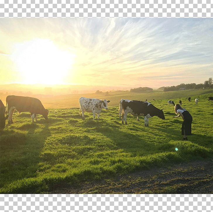 Cattle Ranch Steppe Farm Grassland PNG, Clipart,  Free PNG Download