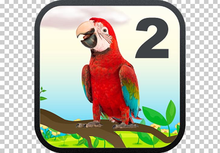Macaw Beak Fauna Loriini PNG, Clipart, Amazon Parrot, Beak, Bird, Fauna, Lorikeet Free PNG Download