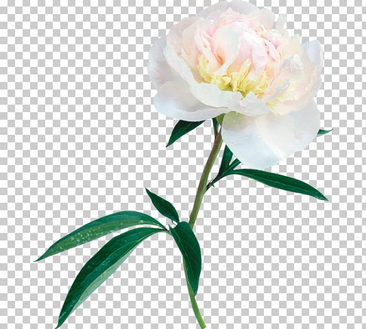 Peony Flower PNG, Clipart, Blog, Blume, Cicek, Cut Flowers, Dots Per Inch Free PNG Download