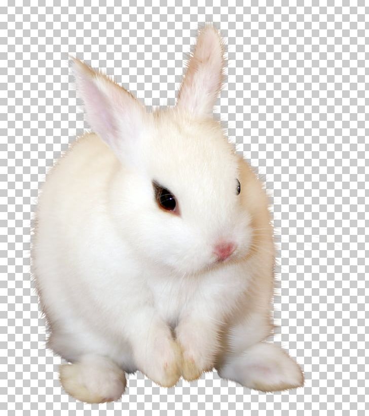 Angora Rabbit Leporids PNG, Clipart, Angora Rabbit, Animal, Animals, Computer Software, Domestic Rabbit Free PNG Download