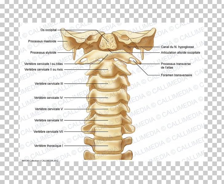 Cervical Vertebrae Vertebral Column Atlas Anatomy Bone PNG, Clipart, Anatomy, Atlantooccipital Joint, Atlas, Axis, Bone Free PNG Download