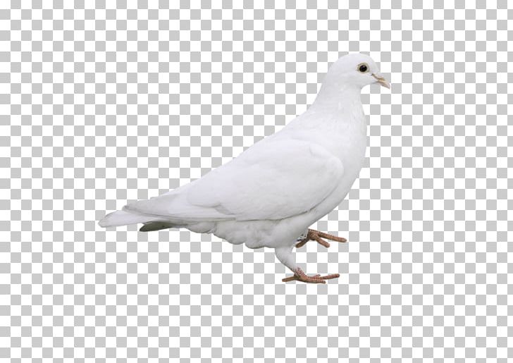 Columbidae Rock Dove Stock Dove White PNG, Clipart, 60 D, Aime, Beak, Bird, Colombe Free PNG Download