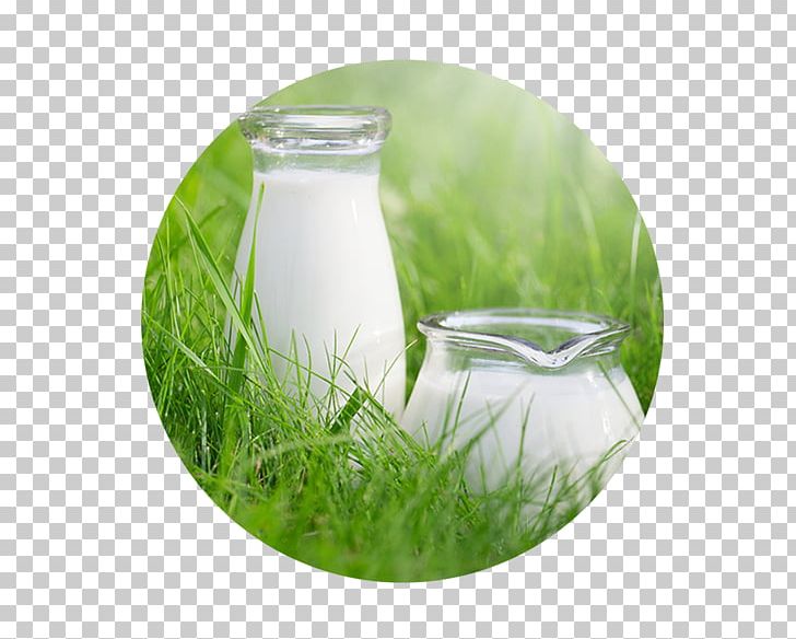 Cow's Milk Taurine Cattle Arla Foods Raw Milk PNG, Clipart,  Free PNG Download