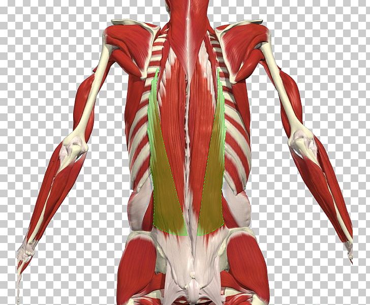 Erector Spinae Muscles Iliocostalis Ligament Vertebral Column PNG, Clipart, Abdomen, Anatomy, Erector Spinae Muscles, Human Back, Human Body Free PNG Download