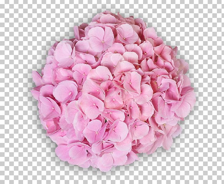 Garden Roses Centifolia Roses Cut Flowers Hydrangea PNG, Clipart, Centifolia Roses, Cornales, Cut Flowers, Flower, Flower Bouquet Free PNG Download